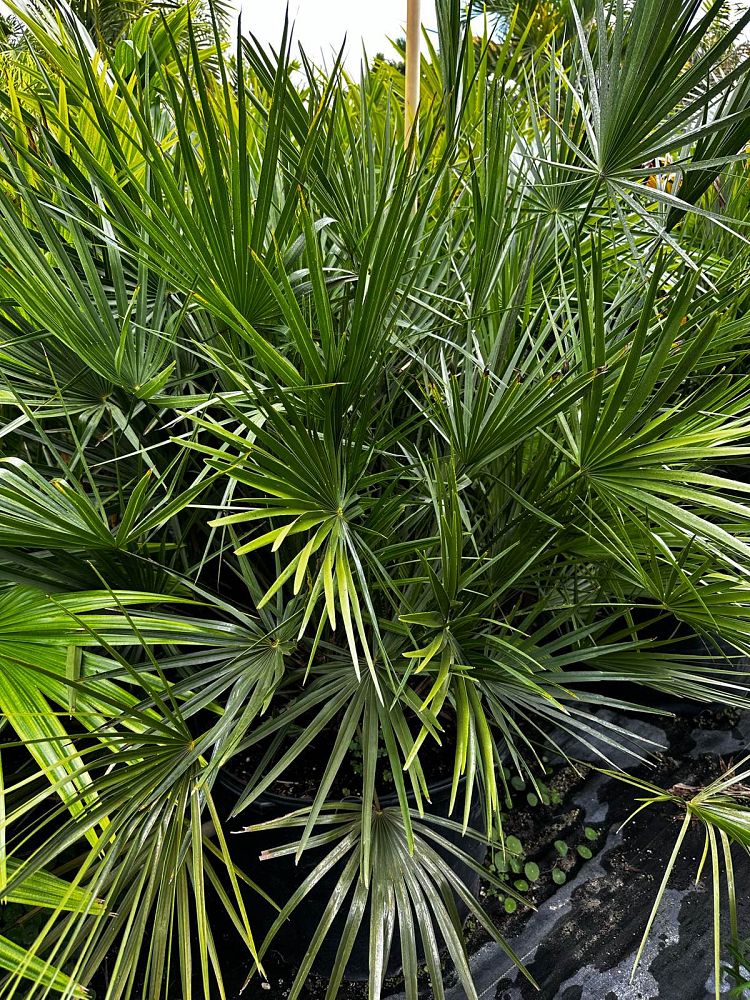 chamaerops-humilis-european-fan-palm-mediterranean-fan-palm