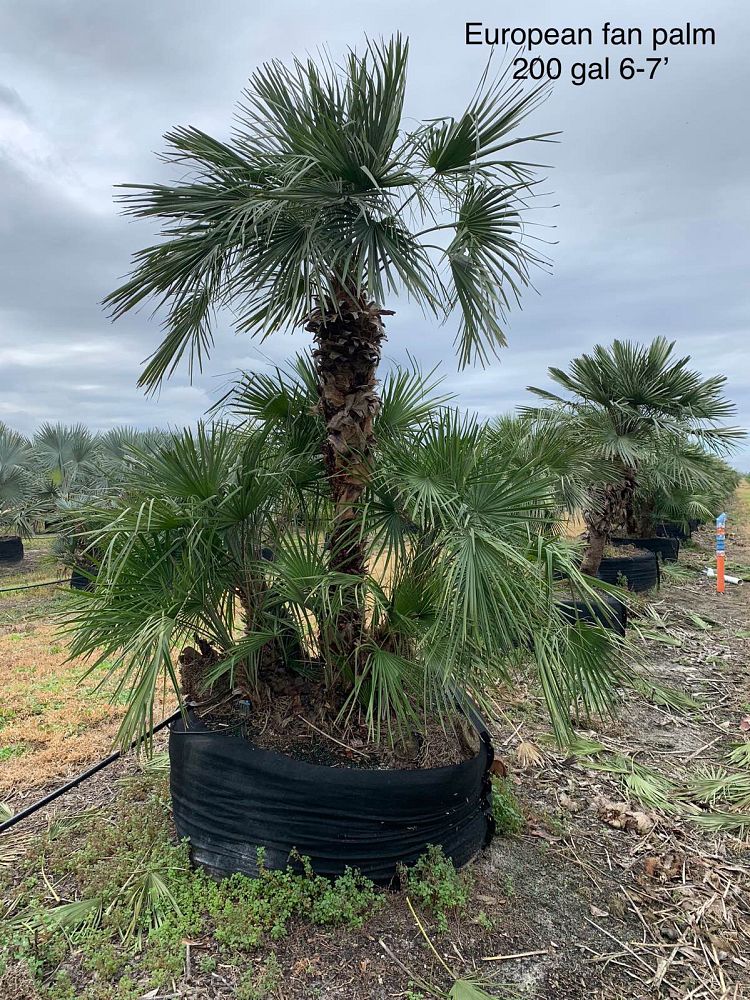 chamaerops-humilis-european-fan-palm-mediterranean-fan-palm