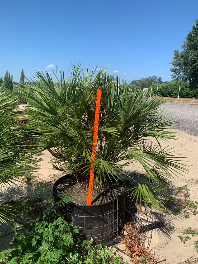 chamaerops-humilis-european-fan-palm-mediterranean-fan-palm