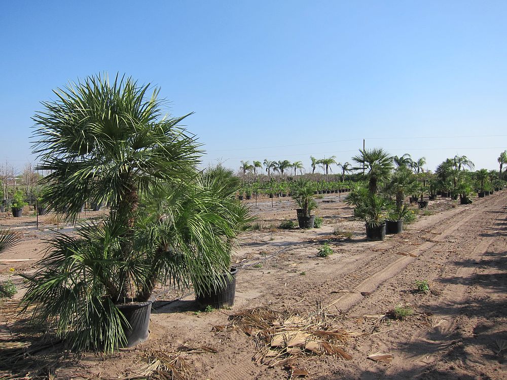 chamaerops-humilis-european-fan-palm-mediterranean-fan-palm