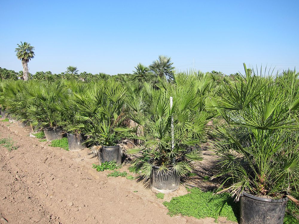 chamaerops-humilis-european-fan-palm-mediterranean-fan-palm
