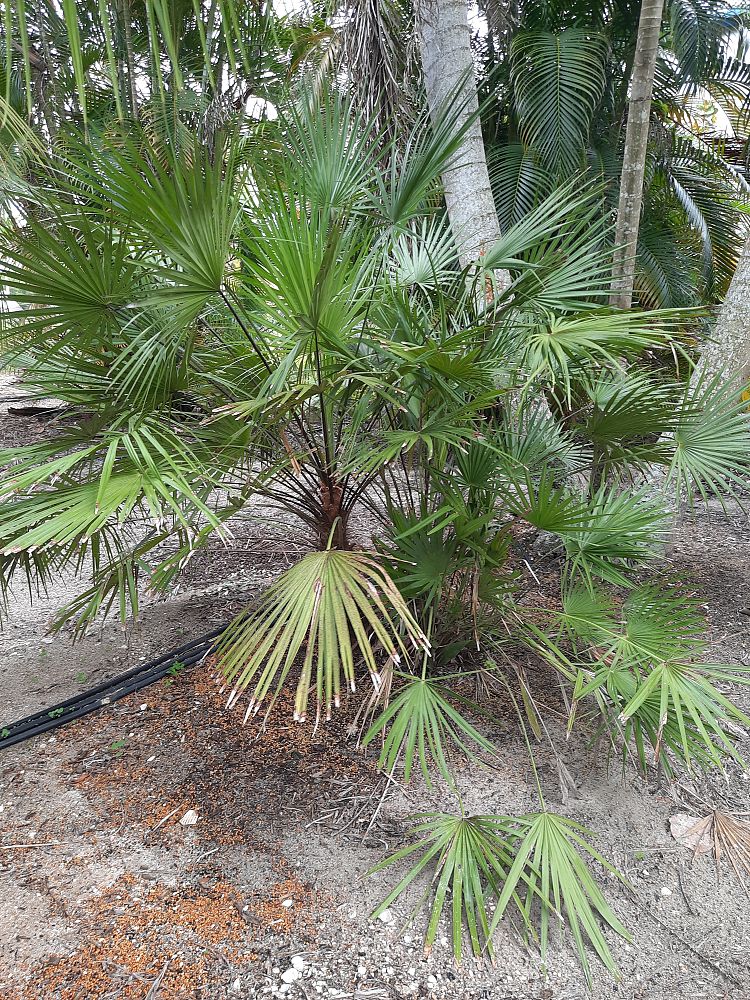 chamaerops-humilis-european-fan-palm-mediterranean-fan-palm