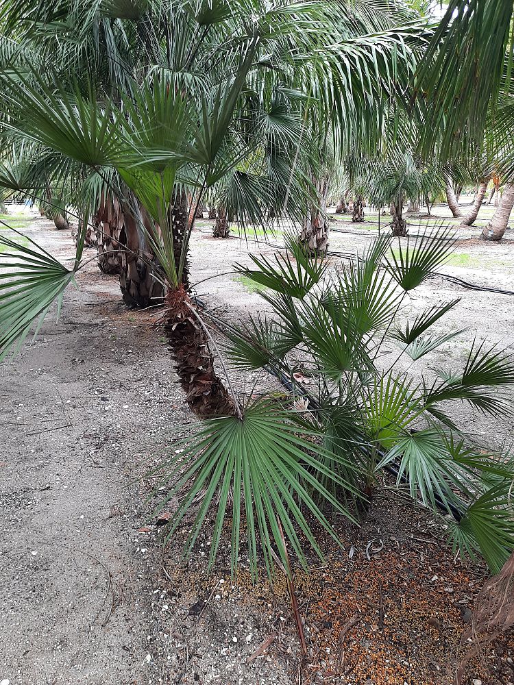 chamaerops-humilis-european-fan-palm-mediterranean-fan-palm