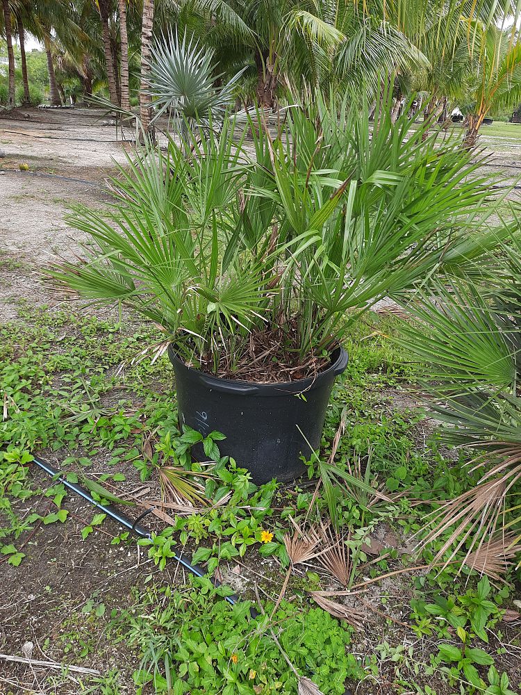 chamaerops-humilis-european-fan-palm-mediterranean-fan-palm