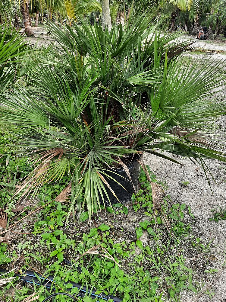 chamaerops-humilis-european-fan-palm-mediterranean-fan-palm
