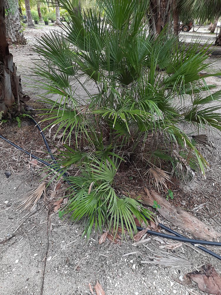 chamaerops-humilis-european-fan-palm-mediterranean-fan-palm