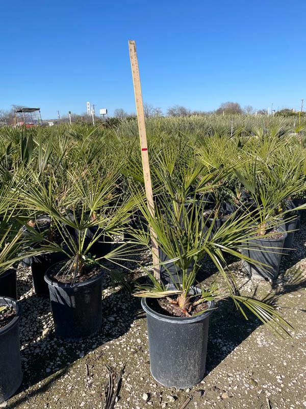chamaerops-humilis-european-fan-palm-mediterranean-fan-palm
