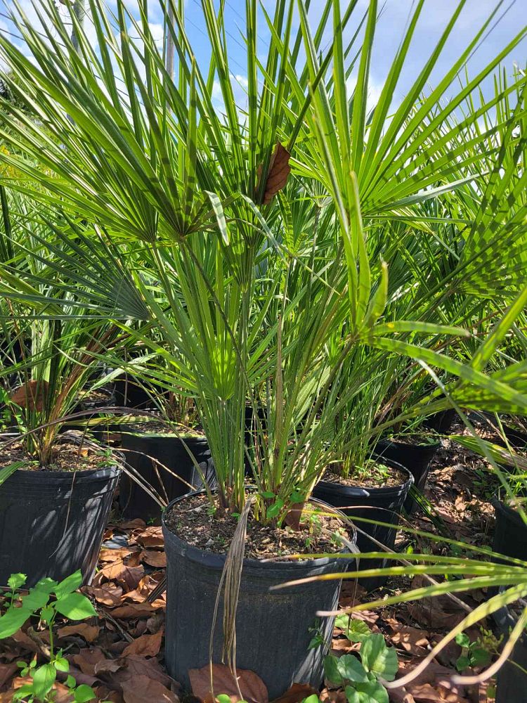 chamaerops-humilis-european-fan-palm-mediterranean-fan-palm