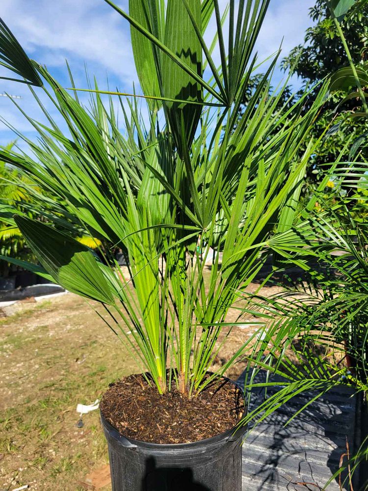 chamaerops-humilis-european-fan-palm-mediterranean-fan-palm
