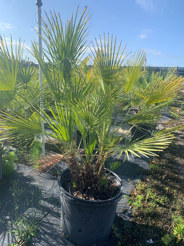 chamaerops-humilis-european-fan-palm-mediterranean-fan-palm