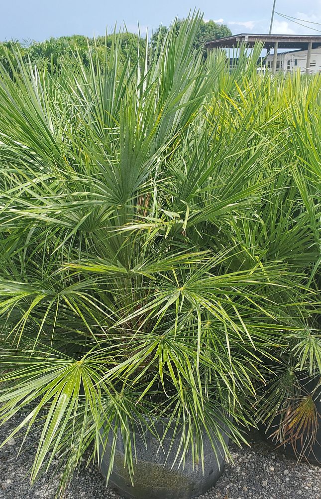 chamaerops-humilis-european-fan-palm-mediterranean-fan-palm