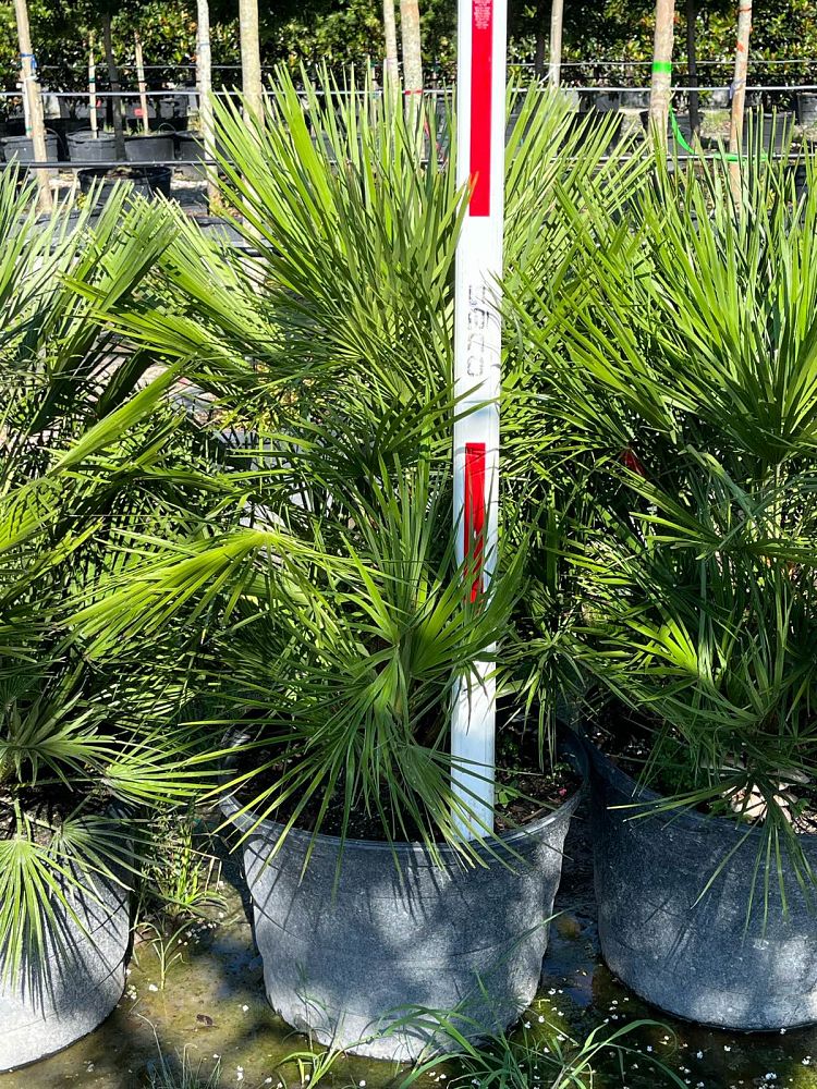 chamaerops-humilis-european-fan-palm-mediterranean-fan-palm