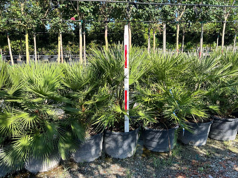 chamaerops-humilis-european-fan-palm-mediterranean-fan-palm