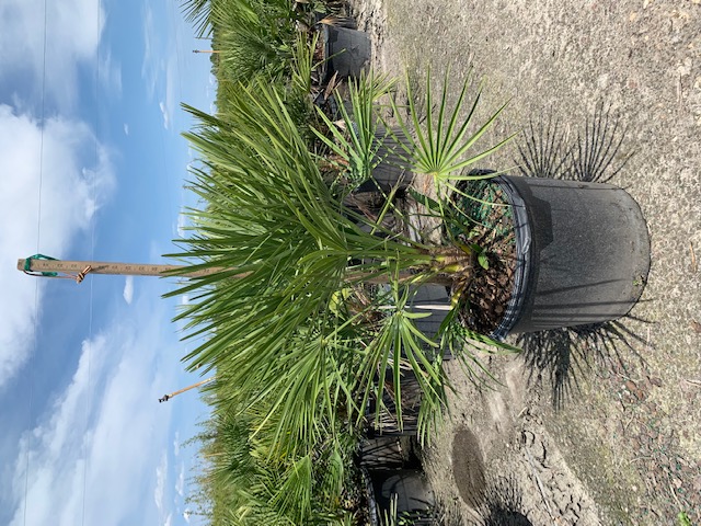 chamaerops-humilis-european-fan-palm-mediterranean-fan-palm