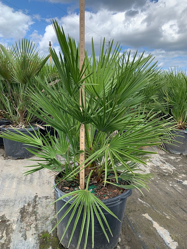 chamaerops-humilis-european-fan-palm-mediterranean-fan-palm