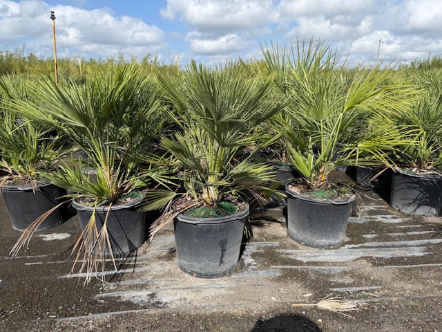 chamaerops-humilis-european-fan-palm-mediterranean-fan-palm