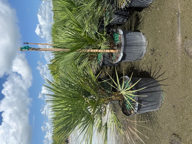 chamaerops-humilis-european-fan-palm-mediterranean-fan-palm