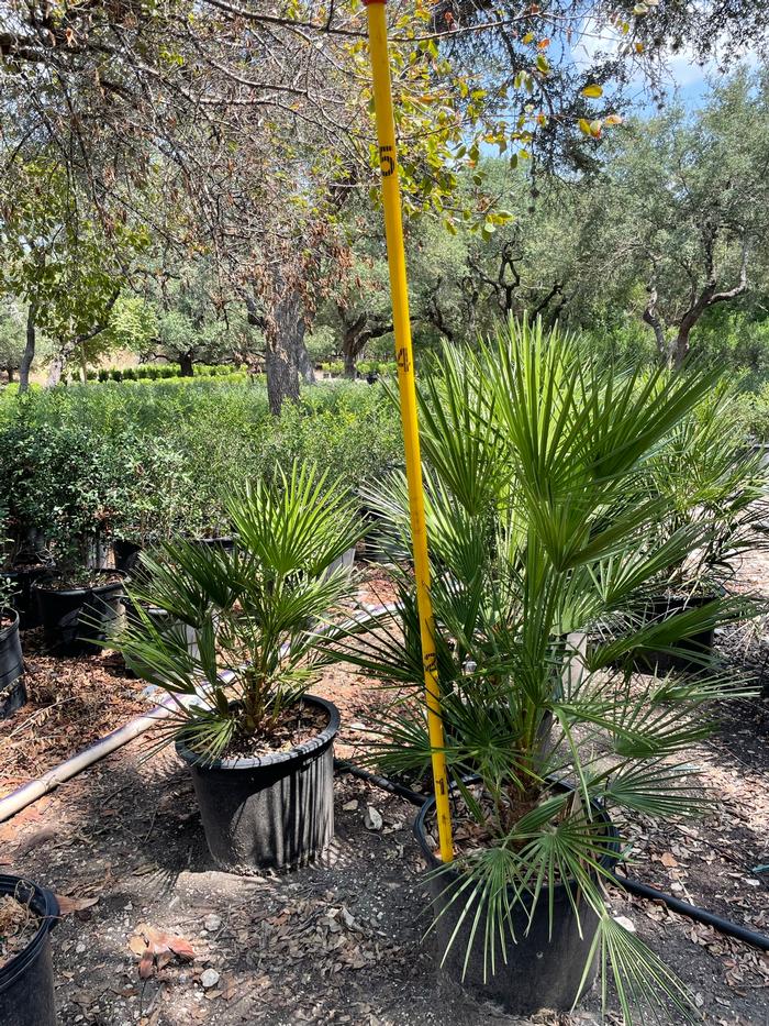 chamaerops-humilis-european-fan-palm-mediterranean-fan-palm