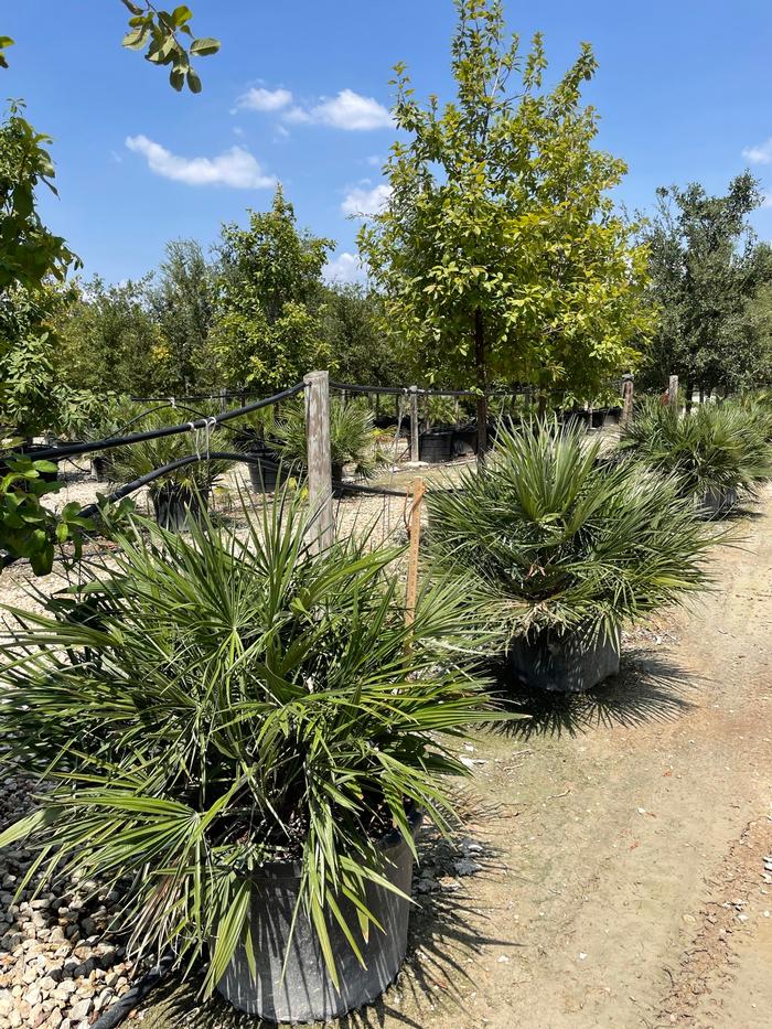 chamaerops-humilis-european-fan-palm-mediterranean-fan-palm