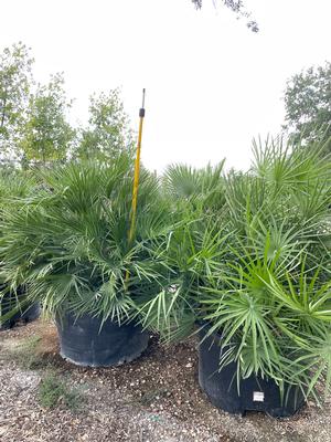 chamaerops-humilis-european-fan-palm-mediterranean-fan-palm