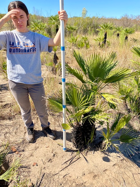 chamaerops-humilis-european-fan-palm-mediterranean-fan-palm