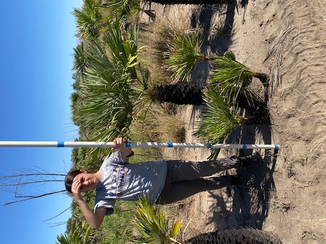 chamaerops-humilis-european-fan-palm-mediterranean-fan-palm