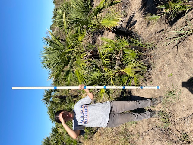 chamaerops-humilis-european-fan-palm-mediterranean-fan-palm
