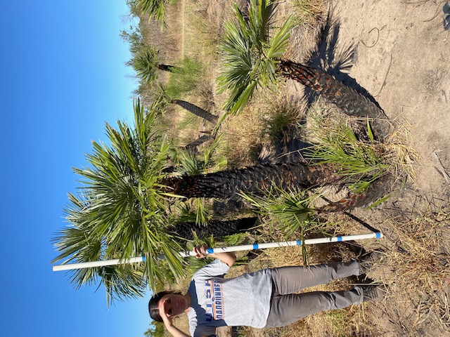 chamaerops-humilis-european-fan-palm-mediterranean-fan-palm