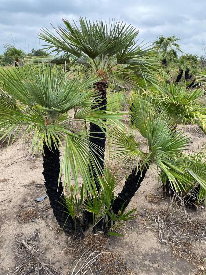 chamaerops-humilis-european-fan-palm-mediterranean-fan-palm