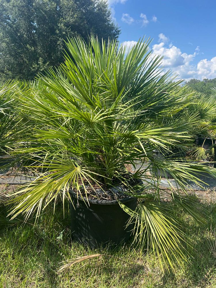 chamaerops-humilis-european-fan-palm-mediterranean-fan-palm