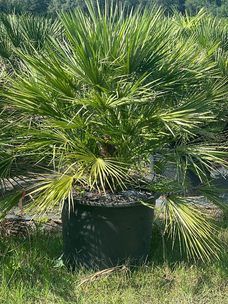 chamaerops-humilis-european-fan-palm-mediterranean-fan-palm