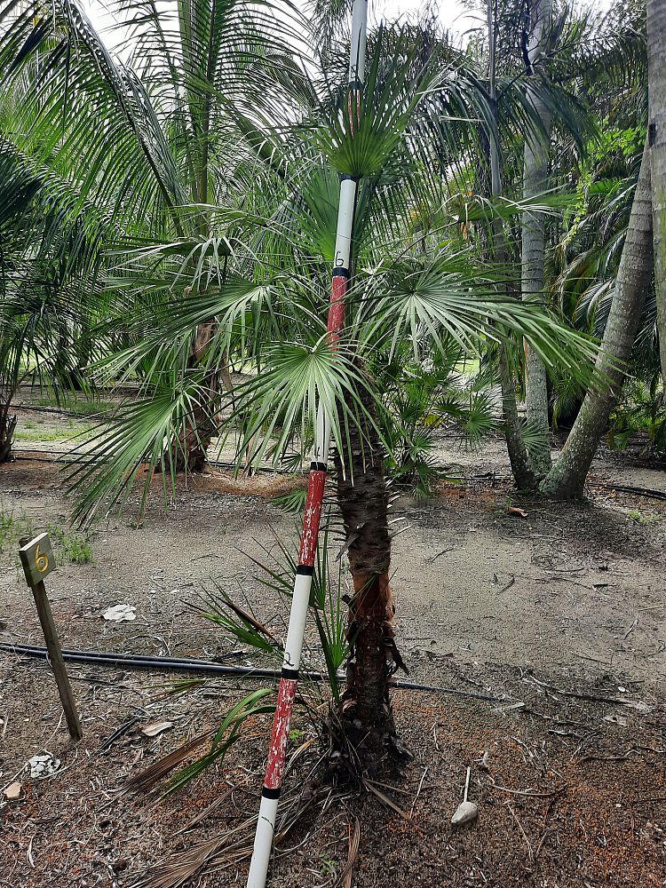 chamaerops-humilis-european-fan-palm-mediterranean-fan-palm