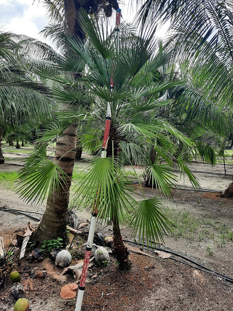 chamaerops-humilis-european-fan-palm-mediterranean-fan-palm