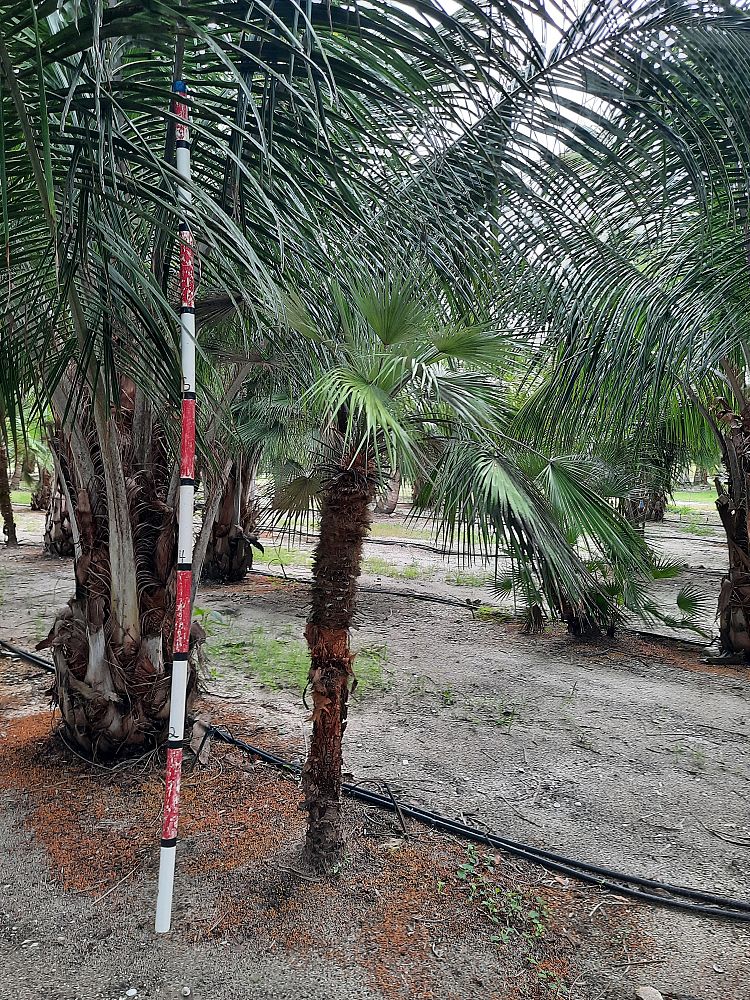 chamaerops-humilis-european-fan-palm-mediterranean-fan-palm