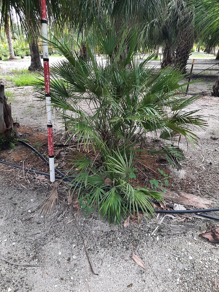 chamaerops-humilis-european-fan-palm-mediterranean-fan-palm