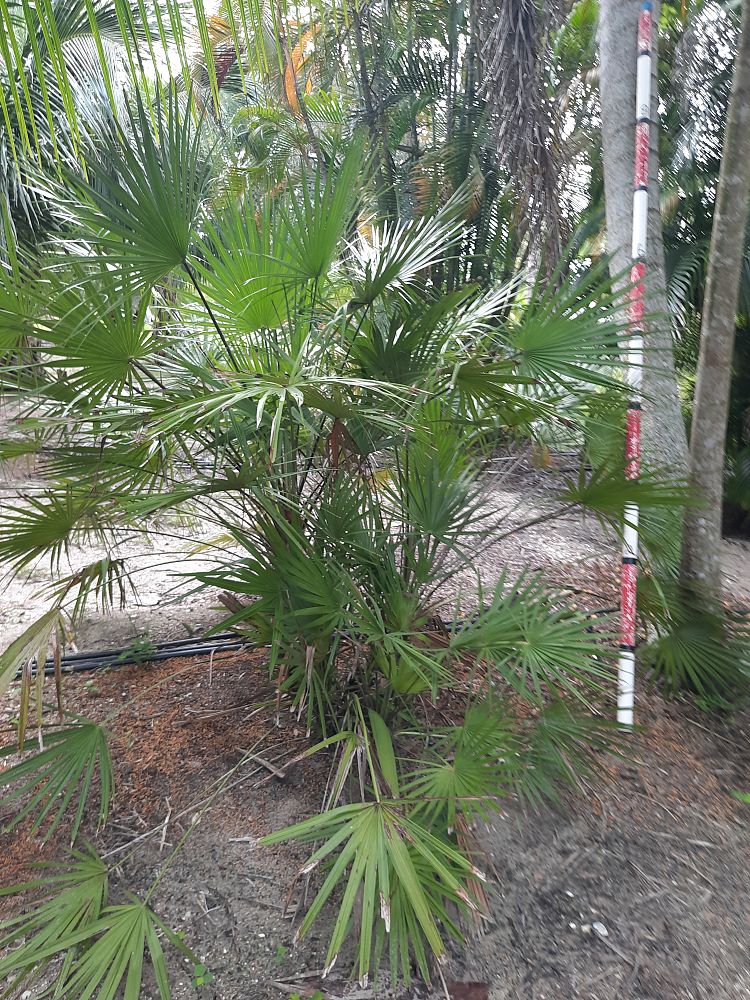 chamaerops-humilis-european-fan-palm-mediterranean-fan-palm