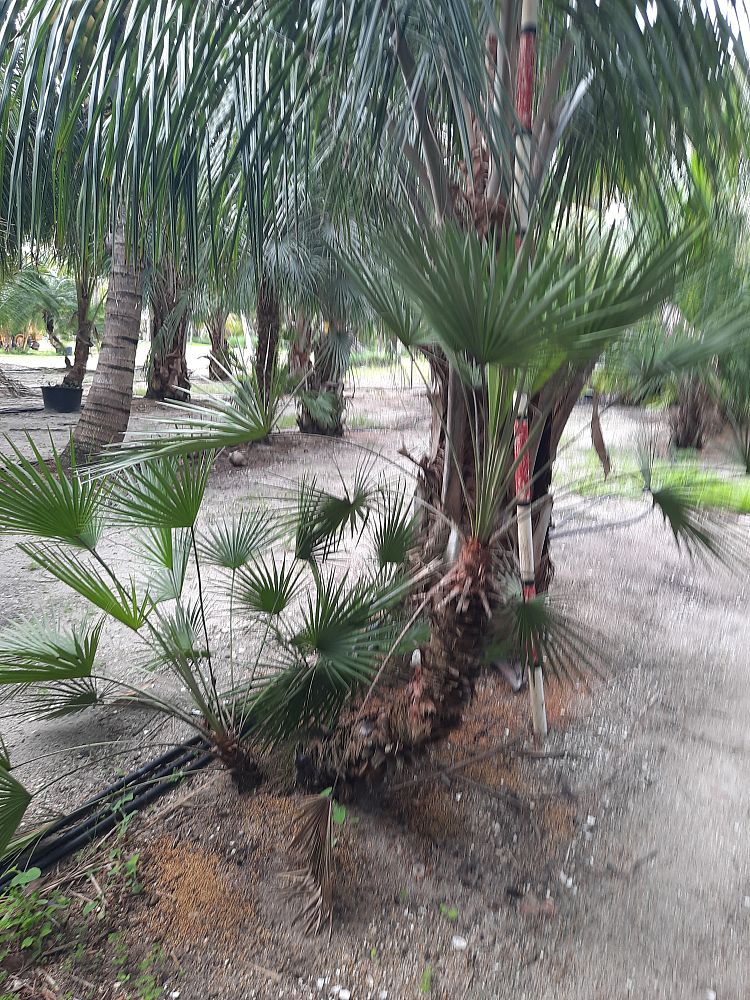 chamaerops-humilis-european-fan-palm-mediterranean-fan-palm