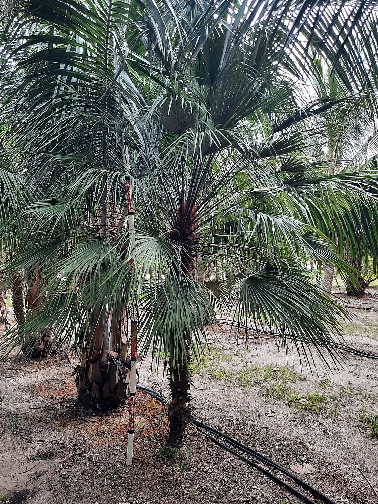 chamaerops-humilis-european-fan-palm-mediterranean-fan-palm