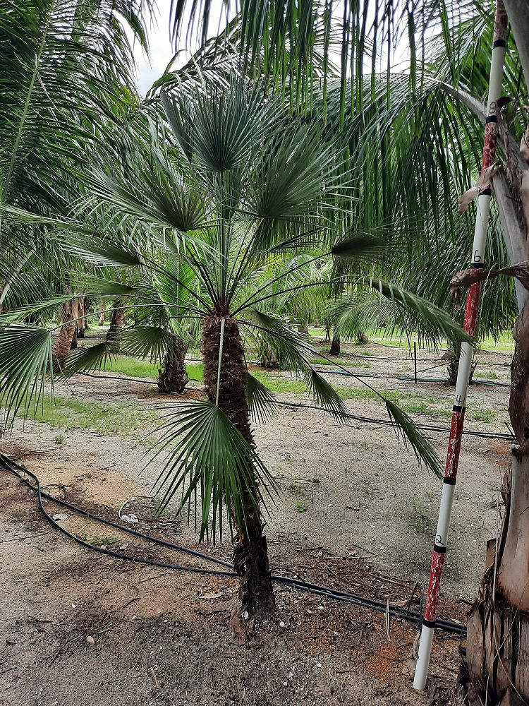 chamaerops-humilis-european-fan-palm-mediterranean-fan-palm