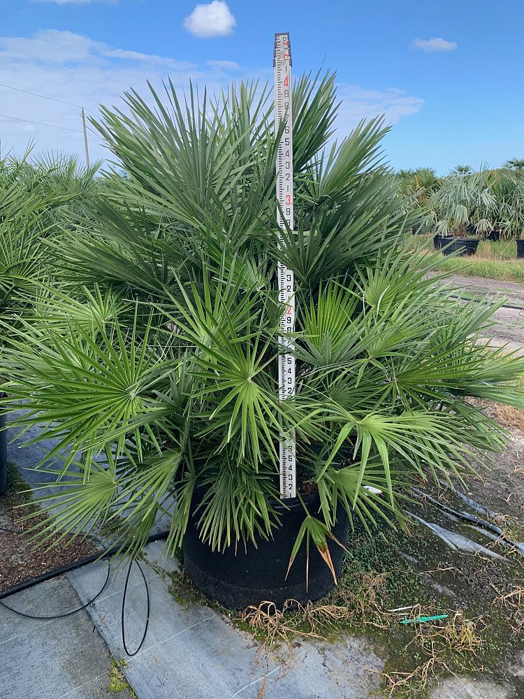 chamaerops-humilis-european-fan-palm-mediterranean-fan-palm
