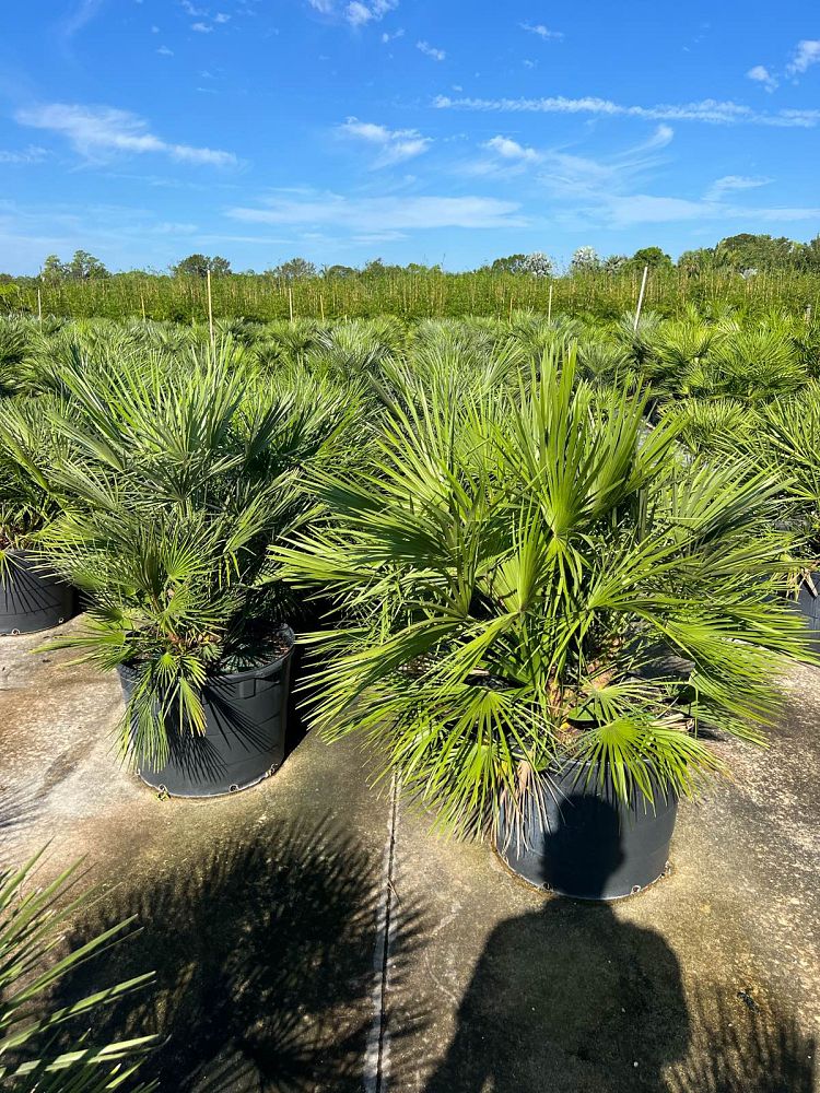 chamaerops-humilis-european-fan-palm-mediterranean-fan-palm