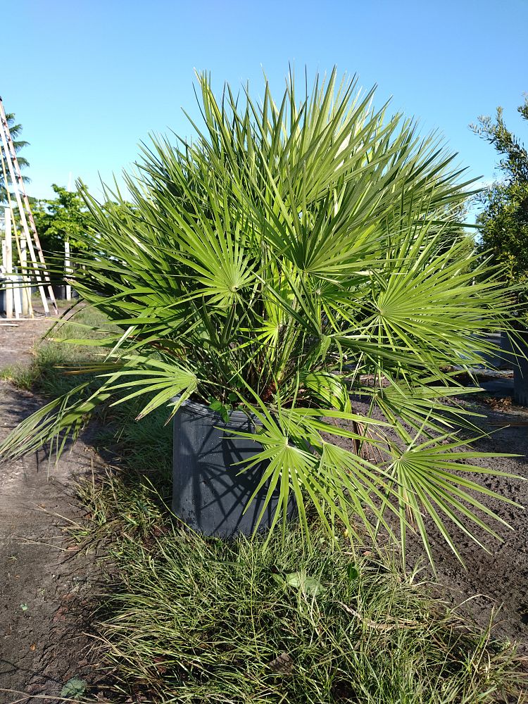 chamaerops-humilis-european-fan-palm-mediterranean-fan-palm