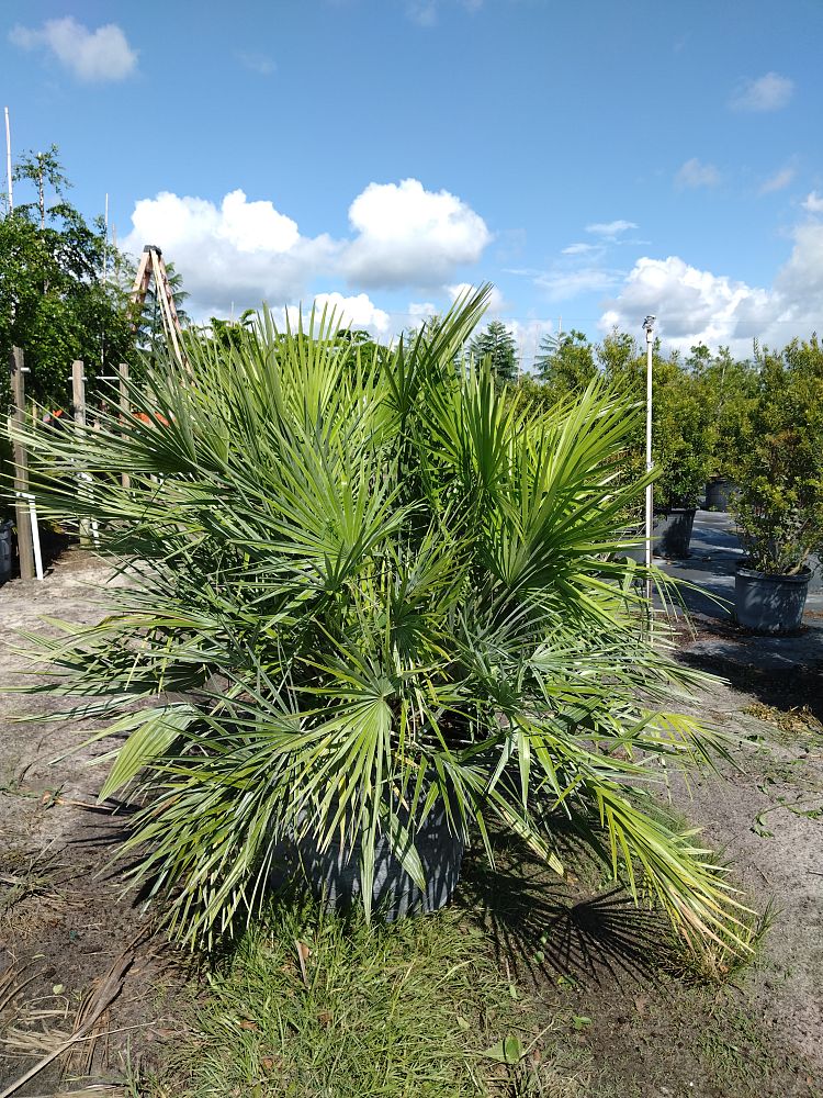 chamaerops-humilis-european-fan-palm-mediterranean-fan-palm
