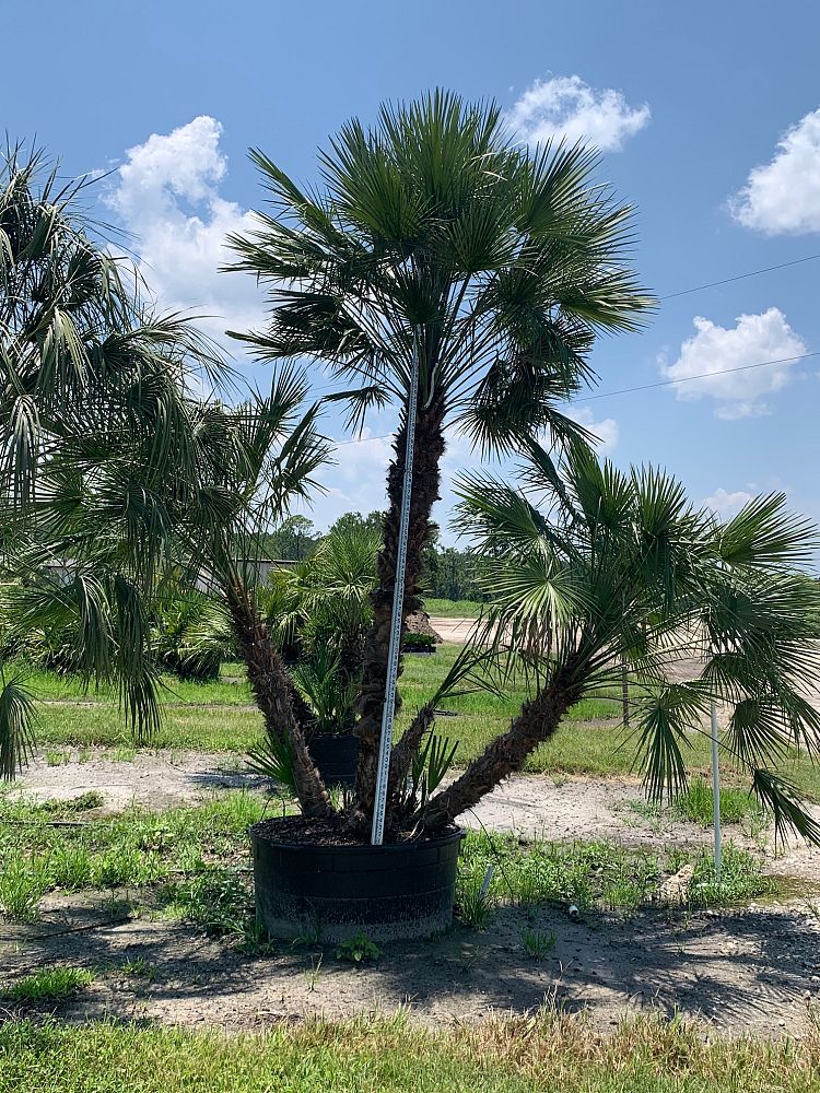chamaerops-humilis-european-fan-palm-mediterranean-fan-palm