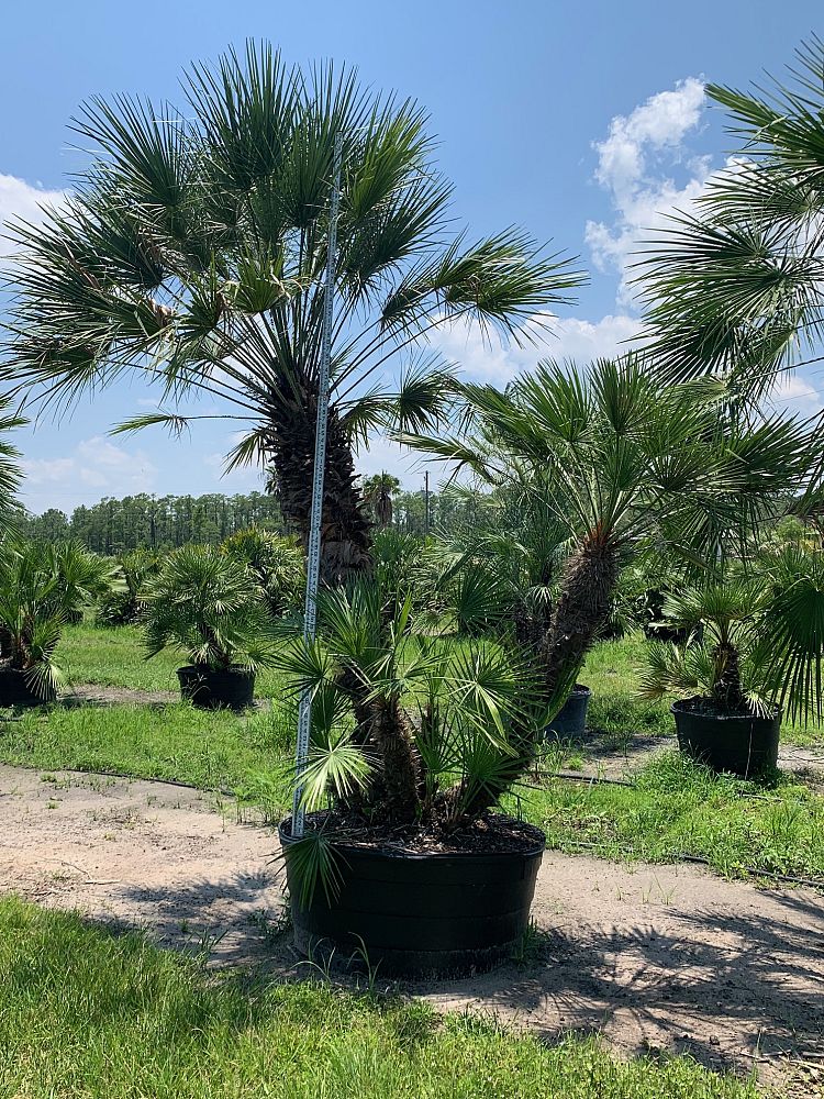 chamaerops-humilis-european-fan-palm-mediterranean-fan-palm