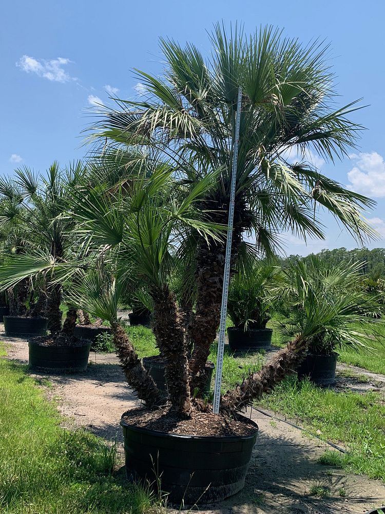 chamaerops-humilis-european-fan-palm-mediterranean-fan-palm