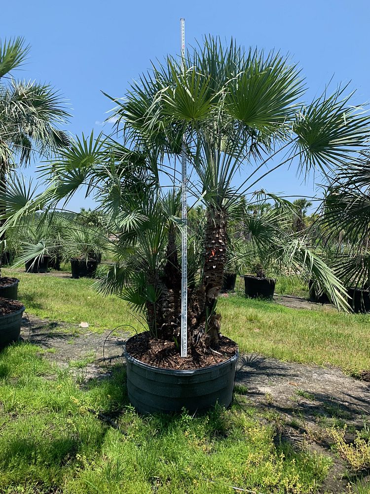 chamaerops-humilis-european-fan-palm-mediterranean-fan-palm