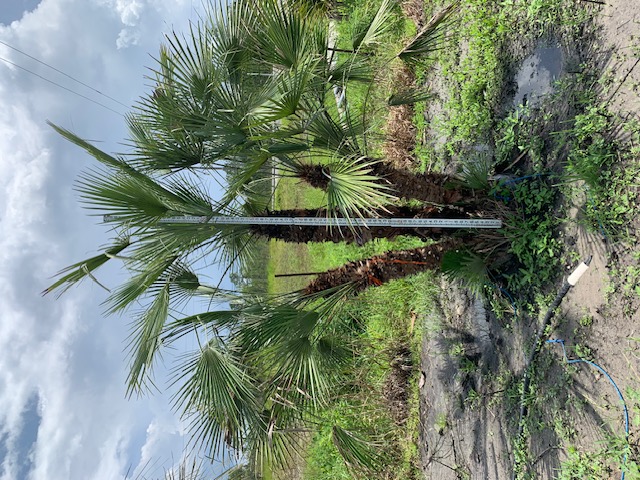 chamaerops-humilis-european-fan-palm-mediterranean-fan-palm