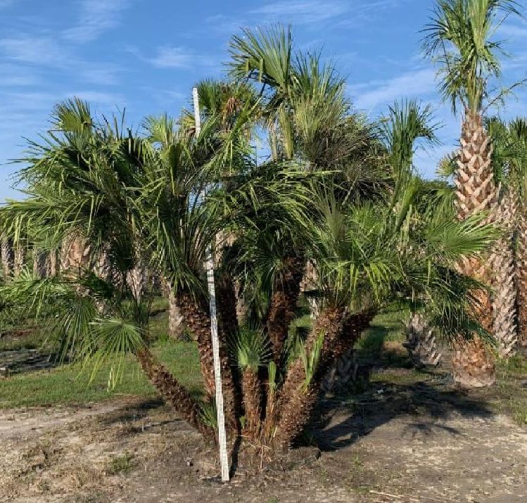 chamaerops-humilis-european-fan-palm-mediterranean-fan-palm