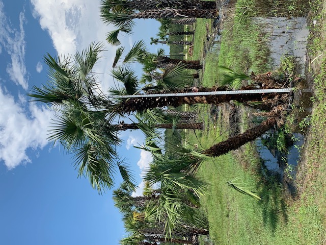 chamaerops-humilis-european-fan-palm-mediterranean-fan-palm